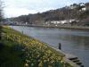 Daffodils on the River Lee_thumb.jpg 2.5K